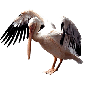 Pelican PNG-46566